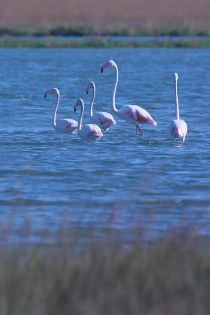 Birdwatching in the Venetian Lagoon Experiences | Hotel Flora Venice